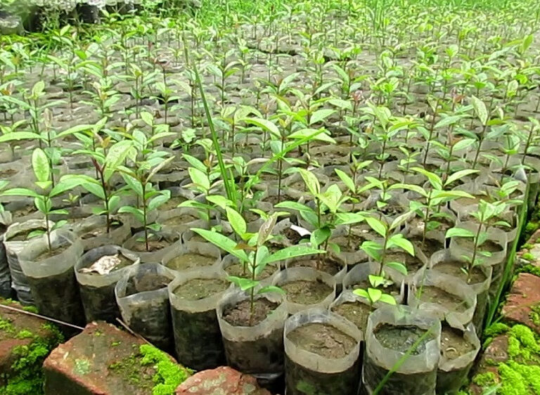 झापामा ४ लाख ४० हजार बिरुवा वितरण गरिँदै