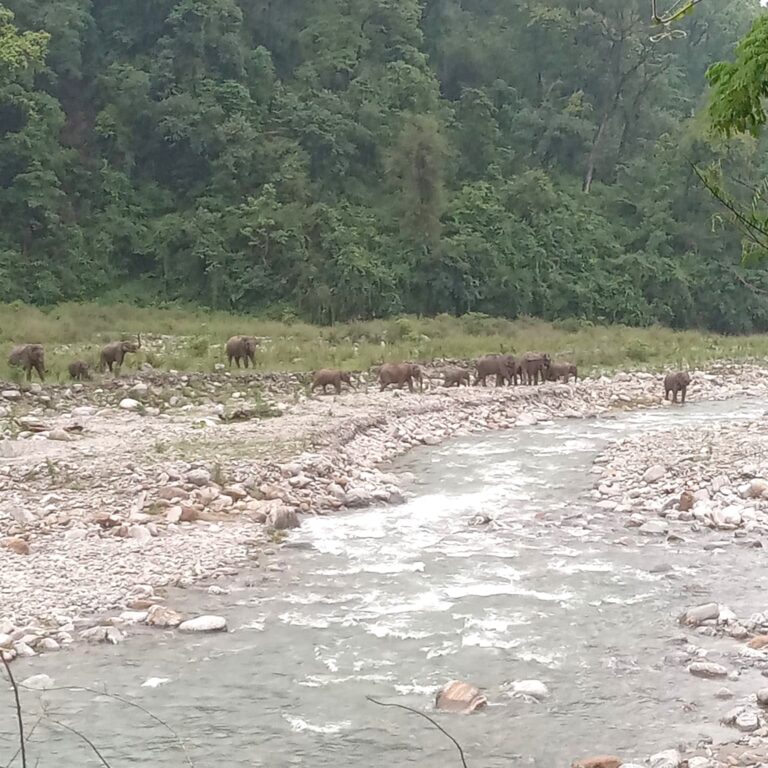 पारिका हात्ती वारि, झापा सके, रोङ उक्लिए