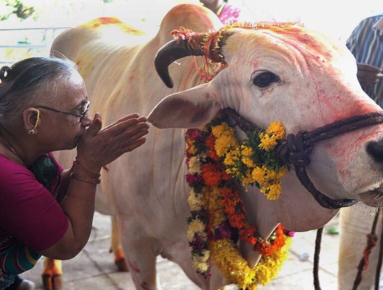 कात्तिक शुक्ल प्रतिपदा : गोरु, गोवर्द्धन र हली पूजा