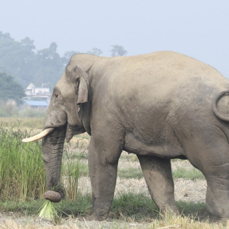 दिउँसै गाउँ पस्न थाले जङ्गली हात्ती